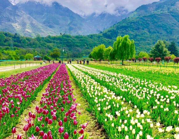 Kashmir Tulip Festival 2026